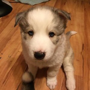 Meet your Posher, Sonya